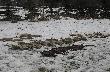 Pokot po polowaniu wigilijnym K�"Puszczyk" , 20.12.2008.