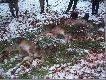Wiem, �e tak nie powinno by�... Nie piszcie prosz� o ra��cym z�amaniu tradycji, komu� si� tylko pomyli�o. Darz B�r! PS. S� 3 �anie, bo 2 zosta�y w terenie znacznie oddalonym od miejsca zako�czenia...