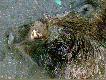 A oto or� jaki posiada� w gwi�dzie.. po sugesti :)