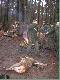 Kud�aty ,,Kr�lem Polowania" Marek pozyska� �anie jelenia.

