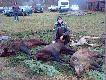 polowanie wigilijne 21,12,2008
polowanie mozna powiedziec bylo udane padly dwa ody�ce, jedna locha i dwie kozy 