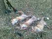 Efekt rannej zasiadki z Predatorem. Dwa niestety posz�y :(