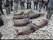 Pokot - 7 dzik�w