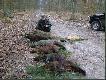 Pokot  19 strza��w  5 dziczk�w ,1 lis. 