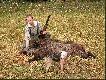 Siemys��w 27.08.2004 Dzik odnaleziony na drugi dzie� przez Kor�.105 kg.
