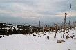 Chore �wierki w Karkonoskim Parku Narodowym.