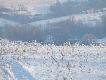 Cerkiew w Brze�awie 