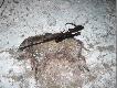 02.01.2009r. Warchlaczek a jak cieszy. Za tymi dzikami tropi�em 2 tygodnie. Dopiero 5 wyjazd w �owisko zako�czy� si� sukcesem a wszystko zawdzi�czam bia�ej stopie i ksi�ycowi- dzik pozyskany o godzinie 19.00