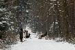 Wczorajsze polwanie zbiorowe. Jelenie zosta�y ruszone przez psy. K�usuj�ce psy... 
