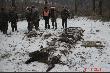 Efekt wczorajszego polowania zbiorowego:  �ania 9 dzik�w i dwa lisy