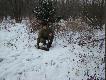 27.12.2008 druga kamionka w tym sezonie, �adny samczyk