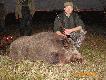 Odyniec strzelony na zbior�wce. Waga 121 kg, d�ugo�� szabli 19,5 cm.