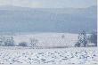 Taka zima... tam w dole stoi ambona, miejsce bardzo dobre, kilka dzik�w tam stzreli�em, a i w tym roku widzia�em pod ambona dwa mocne byki.... 