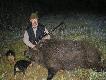 Odyniec pozyskany przez mojego Tat� . O.o 157 kg na wadze ;pp