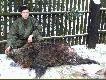 Odyniec strzelony 25.12.2008 w K� Knieja Wroc�aw.M�j najwi�kszy dzik waga 99 kg.