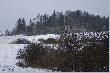 No i przyszed� Nowy Rok. Polujemy przy silnym wietrze i ostro sypi�cym �niegu . . . .