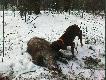 Dziek pozyskany w 5 miocie r�wnie� przez kol.Kosi�skiego.Oj by�y emocje!Dzik�w by�o oko�o 15 gdyby nie pies przeszlibysmy obok nich!Sta�y 5m od my�liwych pod �wierkami pies zaczo� pi�knie g�osi� i wypedzi� dziki.Szkoda ze pad� tylko jeden