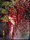 Or� ody�ca Roberta S....
