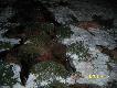 Pokot po dzisiejszym polowaniu-jedna �ania,dwa cielaki,pi�� dzik�w oraz dwie kozy.