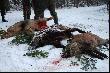 POKOT OSTATNIEGO POLOWANIA ZBIOROWEGO