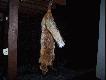 I lisek kt�ry poszed� do wygarbowania... 