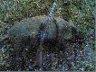 Wycinek strzelony p�n� jesieni� :-)