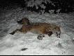 Drugi. Znalaz�em go nast�pnego dnia, wpad� po strzale w d� wyryty przez dziki!