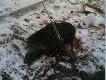 dziczek mojego kolegi