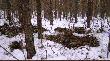 Polowanie zbiorowe w OHZ Wroc�aw - miejsce "noclegu"  dzik�w