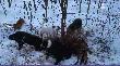 Popisowy strza� prezesa po�o�y� dzika w ogniu!!! Pieski by�y przy nim zaraz za kul�!!! 
