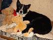 Karelski Pies na Nied�wiedzie:)))