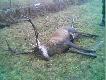 byk z�apany na wnyk 