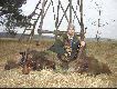 Dzisiejszy porannek 30.01.2009r. i o godzinie 07:45 �w.Hubert darzy� mi i Kud�atemu po dziku.
