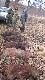 zaraz naganka u�o�y pokot
