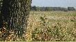 tu przed 2 wojn� �wiatow� ,by�y prowadzone pr�by i to z powodzeniem uprawy ry�u , dzisiaj to tylko obwa�owane zag��bienia w terenie i oczka wodne otoczone trzcin� i trawami -dziki je bardzo polubi�y