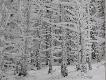 �niegowa pl�tanina