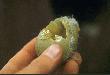 z�arte przez nork� jajo g�go�a