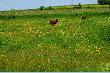 Rzek�o by si� muuuu !