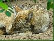 Canis Lupus we w�asnej osobie.Zdj�cie zrobi�em w niemieckim zoo...mam takie marzenie , �e kiedy� nie b�dzie pod ochron� i b�d� m�g� stan�� z nim oko w oko.