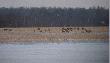 Doliczy�em do 80-ciu  :-)  niestety nie da�o si� wszystkim na raz zdobi� zdj�cia 