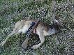 Strza� na odleg�o�� 116 krok�w kul� 7x64  - (komorowy)  nie unieruchomi� go , przeszed� ok 50 krok�w...