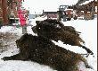 Moja c�reczka t�umaczy dzikom �e b�d� smaczne w sosiku!!!