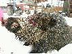 Popisowy strza�!!!