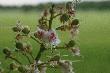 Pami�tasz, wtedy kwit�y kasztany.