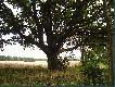 jeszcze jedno zdj�cie d�ba