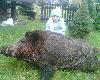 116 kg   I PO WSTEPNEJ OBROBCE ZJEDLISMY GO W HUBERTA:):)