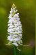 Storczyk, bia�y. Rarytasik w�r�d storczyk�w.