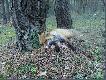 A ta suczka to efekt dzisiejszego wyj�cia, oczywi�cie pies by� z ni�, ale nie da� szans na oddanie strza�u. 17 lisek tego sezonu. 
