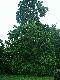 Katalpa z porannego konkursu - wida� d�ugie str�ki. Informacja dla �asuch�w - tego si� nie je.
