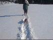 Pierwsze kroki na �niegu Z panem Rysiem rozwozili�my karm� a Czako czasami wpada� w du�y �nieg dobrze �e ma d�ugie uszy 